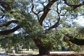 big oak2